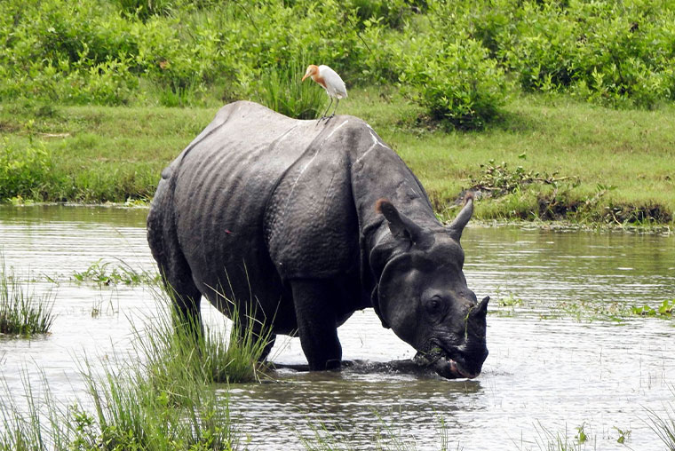 Reliable Cab Taxi Service Near Guwahati Borjhar Airport for Assam Meghalaya Arunachal Pradesh, Car Rental Near Guwahati Borjhar Airport, Book Innova Dzire Urbania Tempo Traveller Near Guwahati Borjhar Airport at Best Price, Innova Crysta on Hire for Tawang Cherrapunji Tour, Best Car Rental Agent Near Guwahati Airport, Taxi Service near Guwahati Airport for Tawang Cherrapunji Tour, Tourist Cab near Guwahati Airport for Kaziranga Tawang Cherrapunji, Car Hire Guwahati Airport for Assam Meghalaya Arunachal Pradesh Tour, Book Cabs Taxi to and from Guwahati Airport at Best Price, Best Guwahati Airport Taxi, Cabs Taxi Services Near Guwahati Airport, Guwahati Taxi Service, Car Rental in Guwahati, Tourist Taxi service guwahati airport contact number, Reliable Taxi service near guwahati airport price, Cheapest taxi service near guwahati airport, Best taxi service near guwahati airport, Guwahati Airport taxi contact number