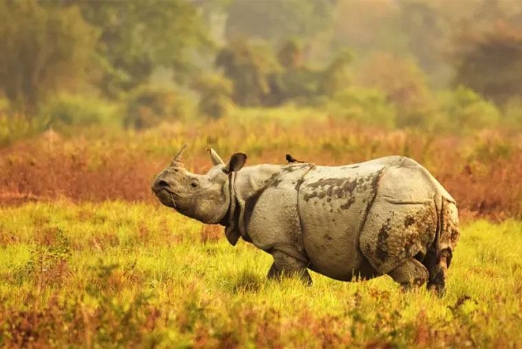 Reliable Cab Taxi Service Near Guwahati Borjhar Airport for Assam Meghalaya Arunachal Pradesh, Car Rental Near Guwahati Borjhar Airport, Book Innova Dzire Urbania Tempo Traveller Near Guwahati Borjhar Airport at Best Price, Innova Crysta on Hire for Tawang Cherrapunji Tour, Best Car Rental Agent Near Guwahati Airport, Taxi Service near Guwahati Airport for Tawang Cherrapunji Tour, Tourist Cab near Guwahati Airport for Kaziranga Tawang Cherrapunji, Car Hire Guwahati Airport for Assam Meghalaya Arunachal Pradesh Tour, Book Cabs Taxi to and from Guwahati Airport at Best Price, Best Guwahati Airport Taxi, Cabs Taxi Services Near Guwahati Airport, Guwahati Taxi Service, Car Rental in Guwahati, Tourist Taxi service guwahati airport contact number, Reliable Taxi service near guwahati airport price, Cheapest taxi service near guwahati airport, Best taxi service near guwahati airport, Guwahati Airport taxi contact number